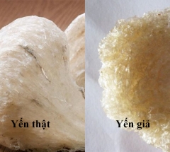 Làm sao để phân biệt yến sào chất lượng thật và hàng giả